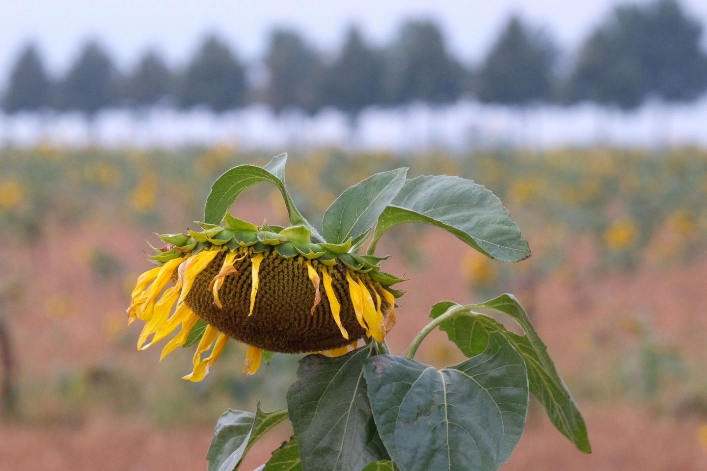 Verblühte Sonnenblume auf einem Feld in Nordsachsen. In den kommenden Tagen wird wechselhaftes Wetter erwartet.