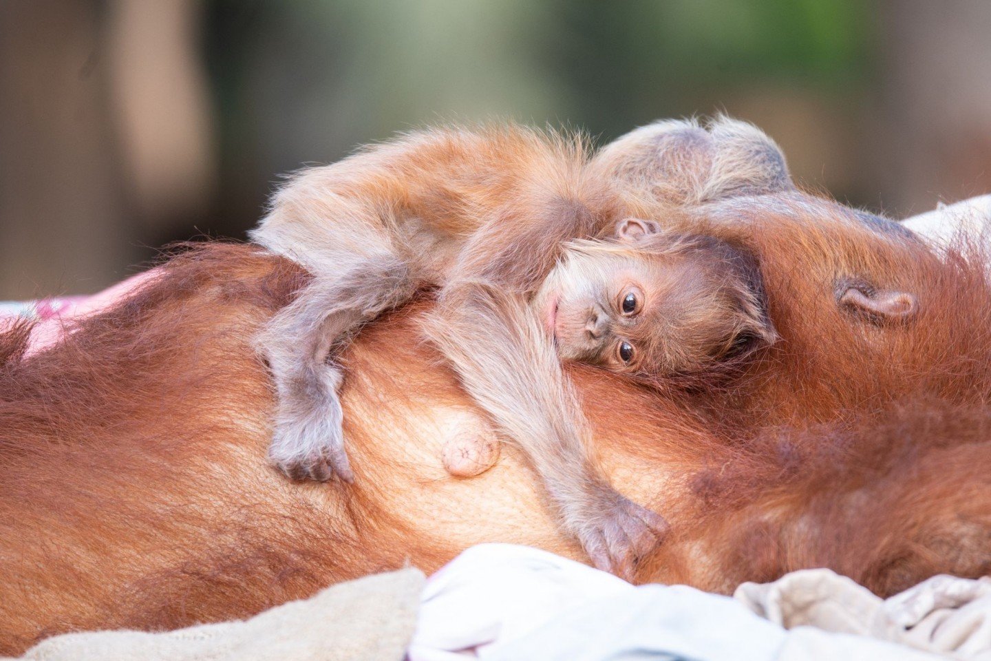 Auf dem Bauch trägt Orang-Utan-Mutter Tana ihren süßen Nachwuchs.