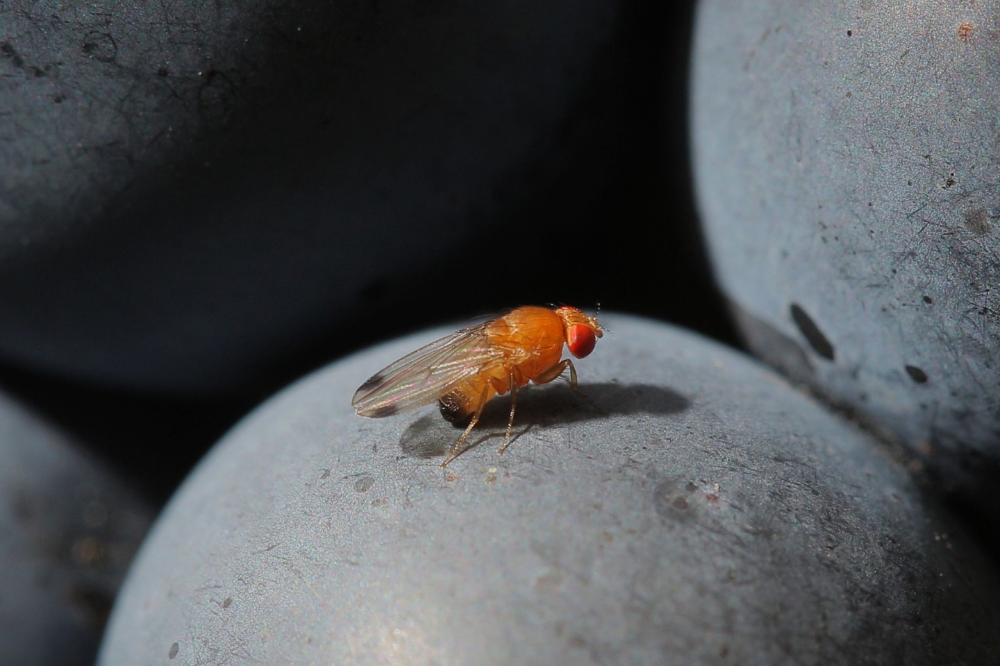 Eine Kirschessigfliege (Drosophila suzukii) sitzt auf einer Traube.