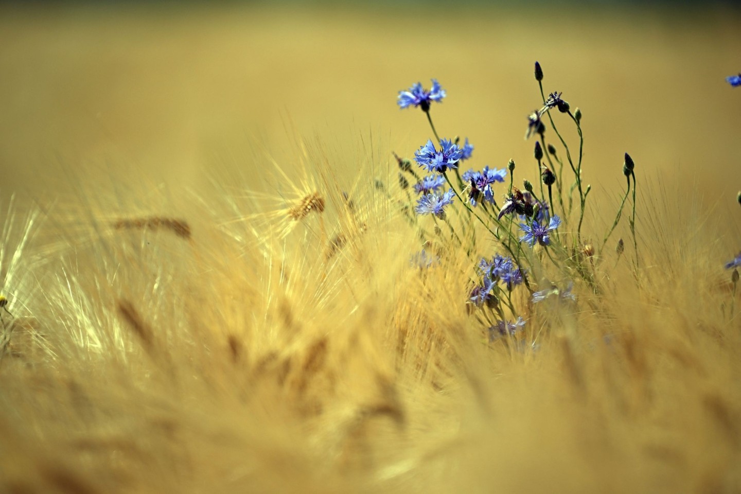 Unter den Klima-Verlierern: Kornblumen auf einem Getreidefeld in Pulheim.