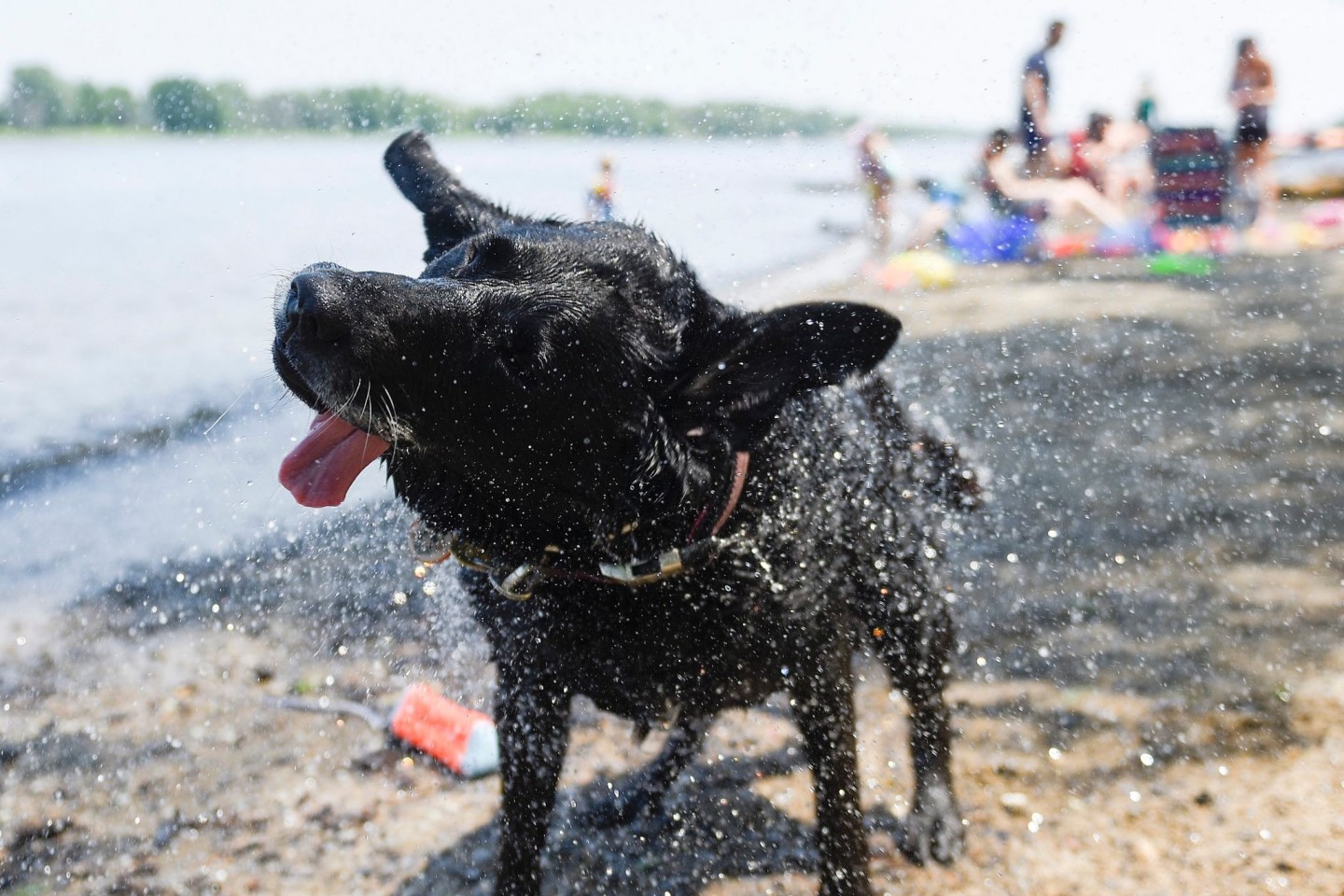 Zu heiß! Hund Magic hat sich ein Bad im kühlen Nass gegönnt.