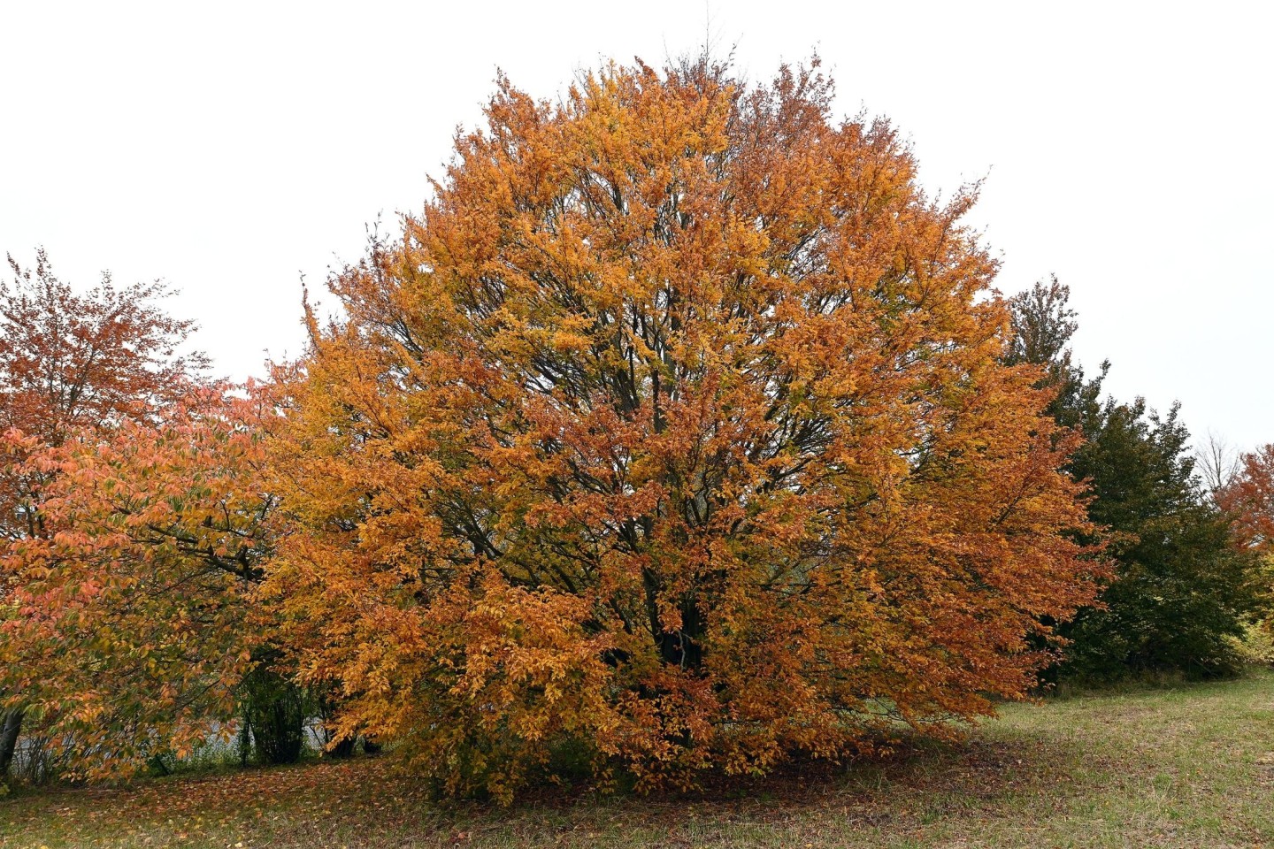 Die «Baum des Jahres - Dr. Silvius Wodarz Stiftung» hat die Rotbuche zum Baum des Jahres 2022 gekürt.