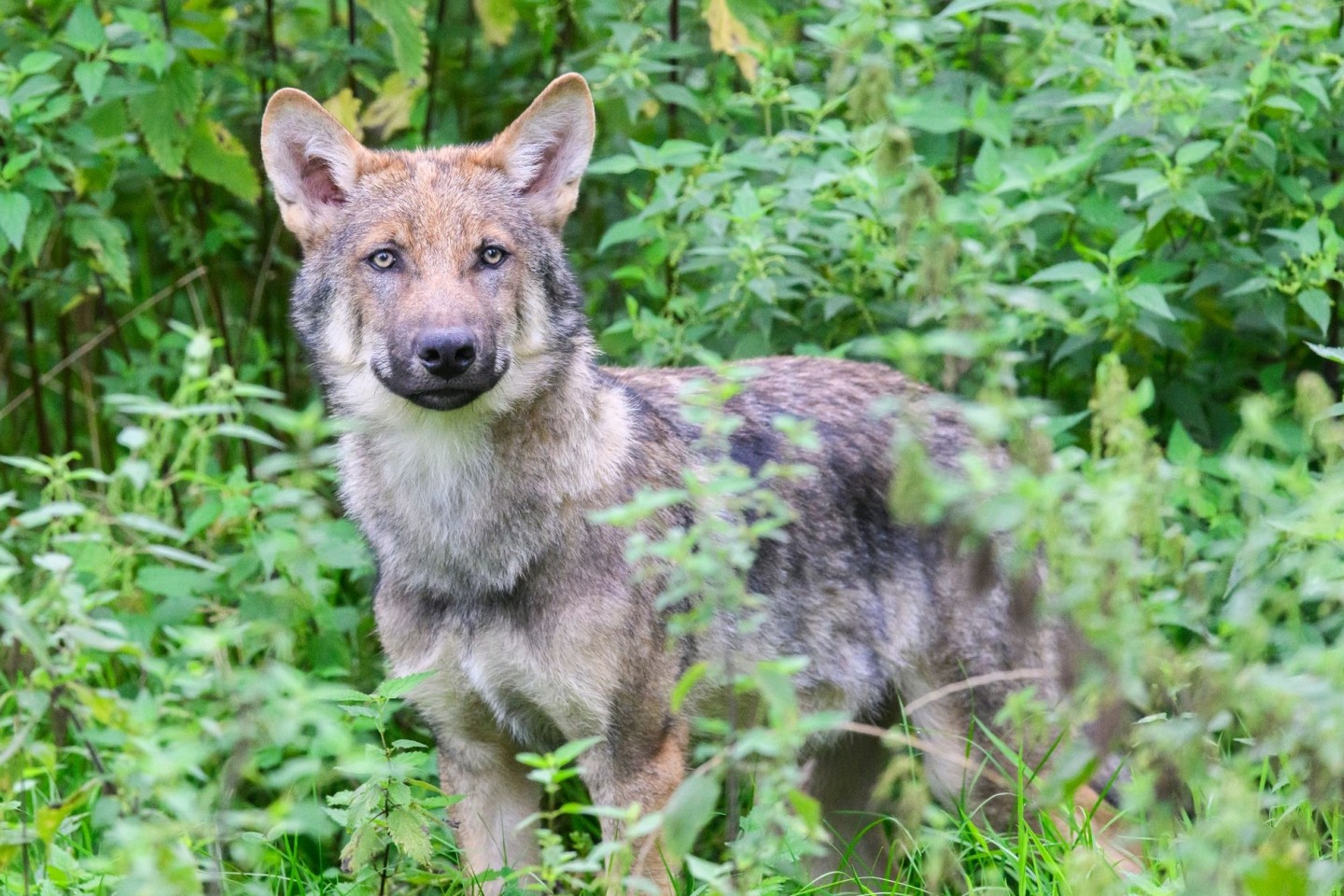 Wölfe stehen unter strengem Naturschutz und dürfen nur mit einer behördlichen Ausnahmegenehmigung unter strengen Voraussetzungen geschossen werden.