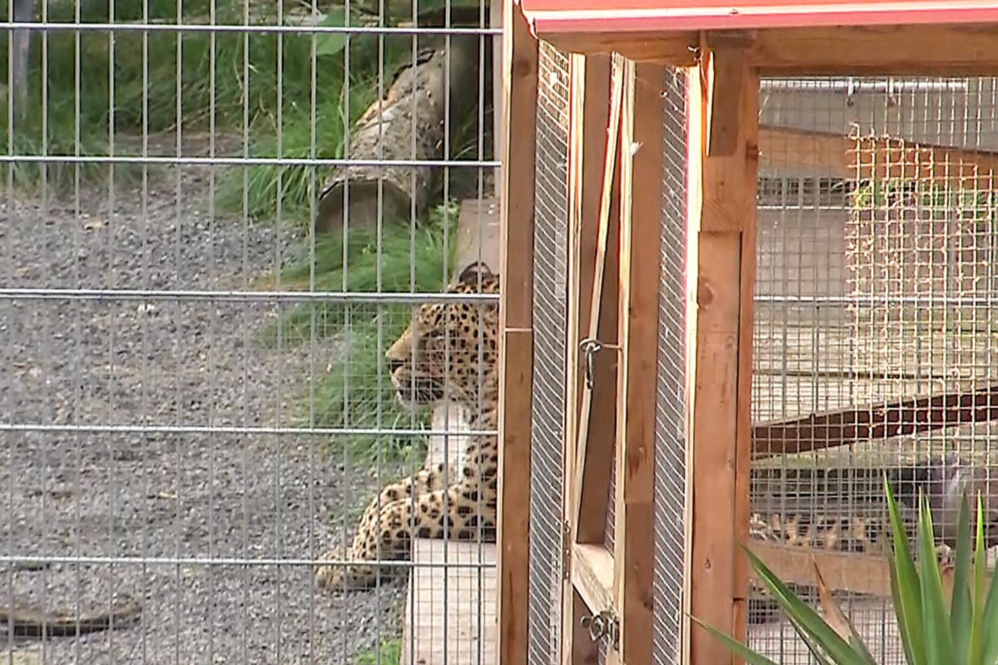 Ein Leopard liegt in seinem Gehege in der «Seniorenresidenz für Wildtiere» im Burgenlandkreis.