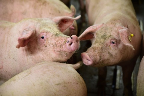 Schweinepest-Ausbruch bei Hausschweinen
