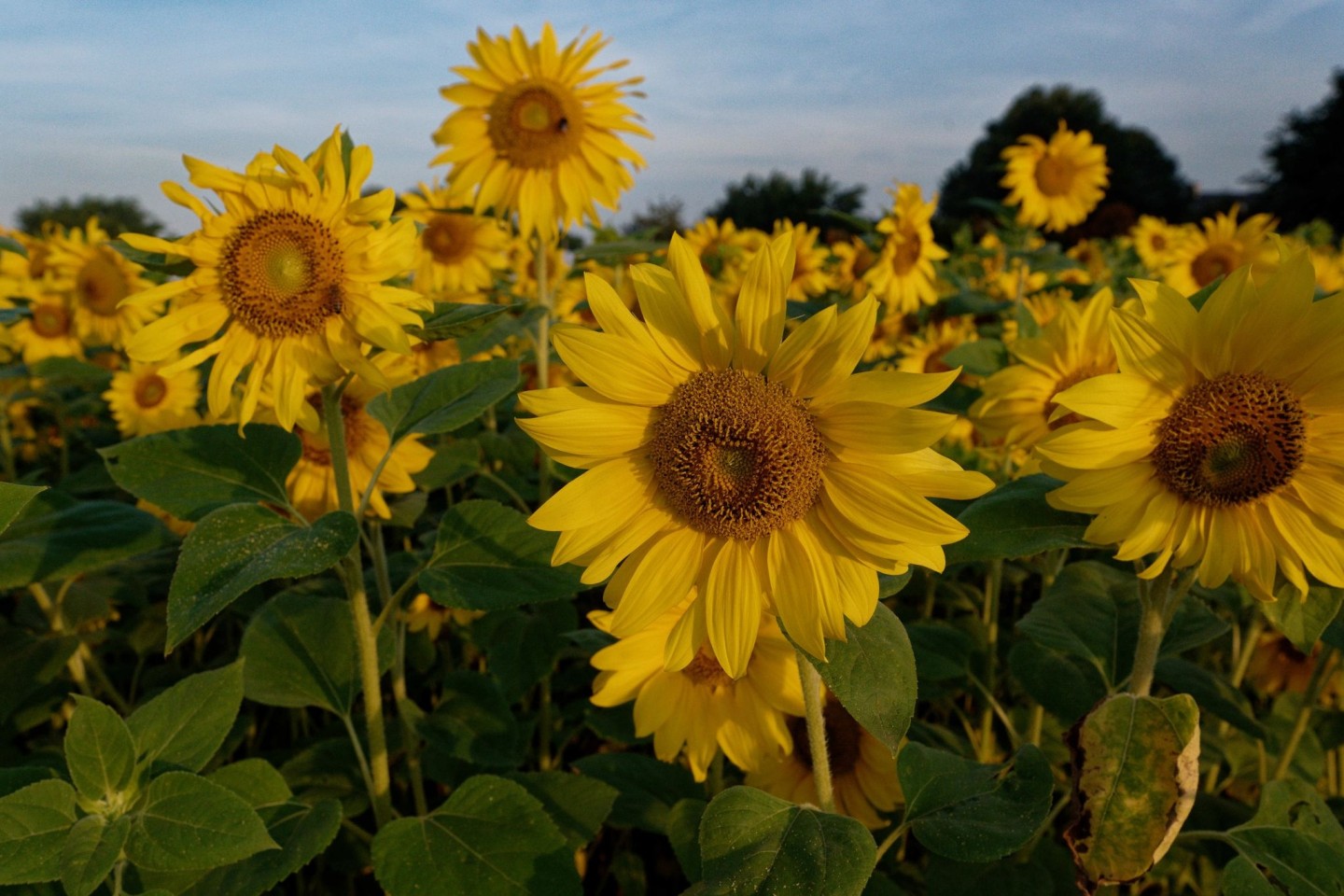 Sonnenblumen stehen in der Morgensonne auf einem Feld.