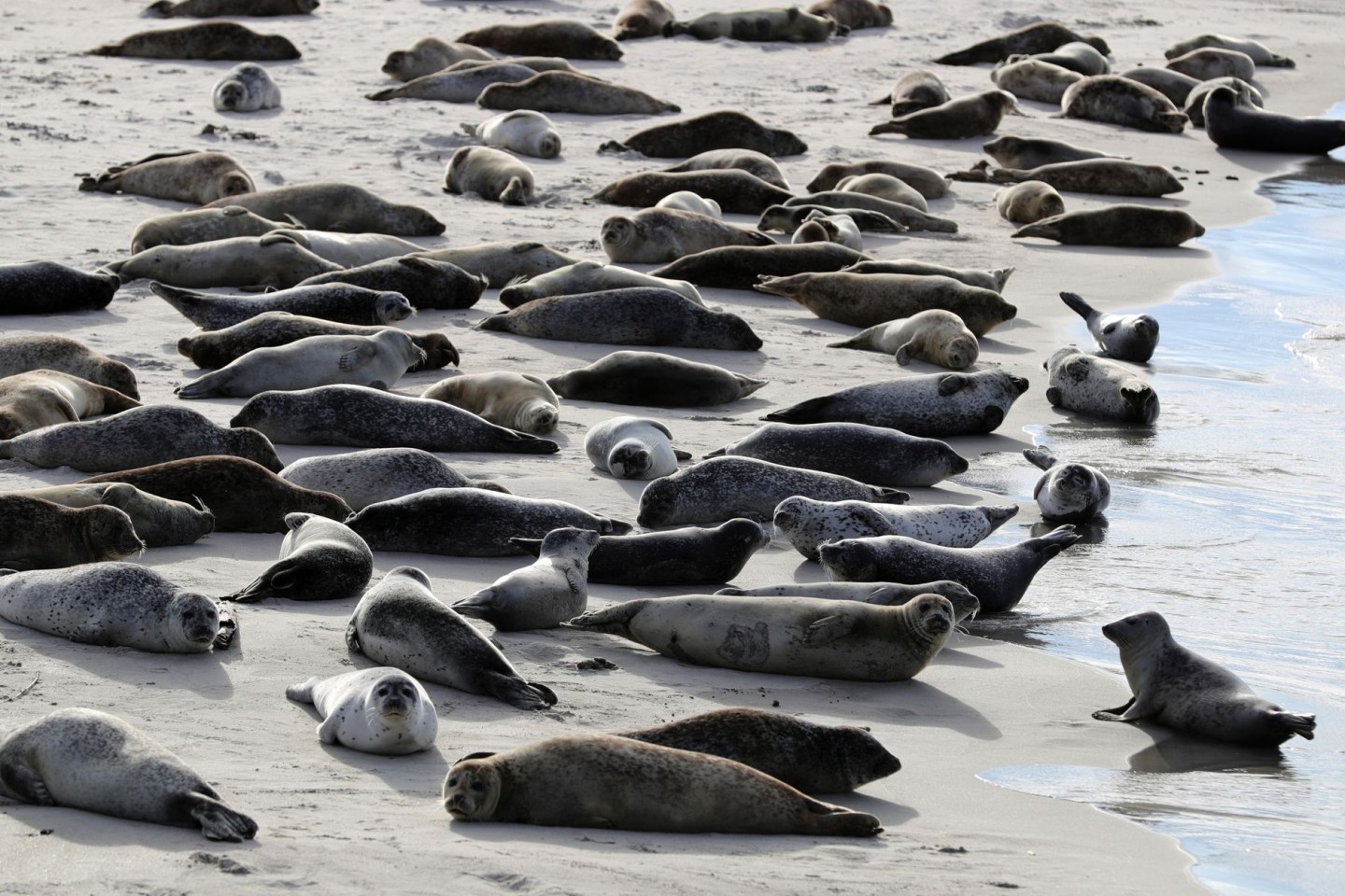 Robben und Seehunde liegen am Südstrand auf der Düne vor der Insel Helgoland in der Sonne.