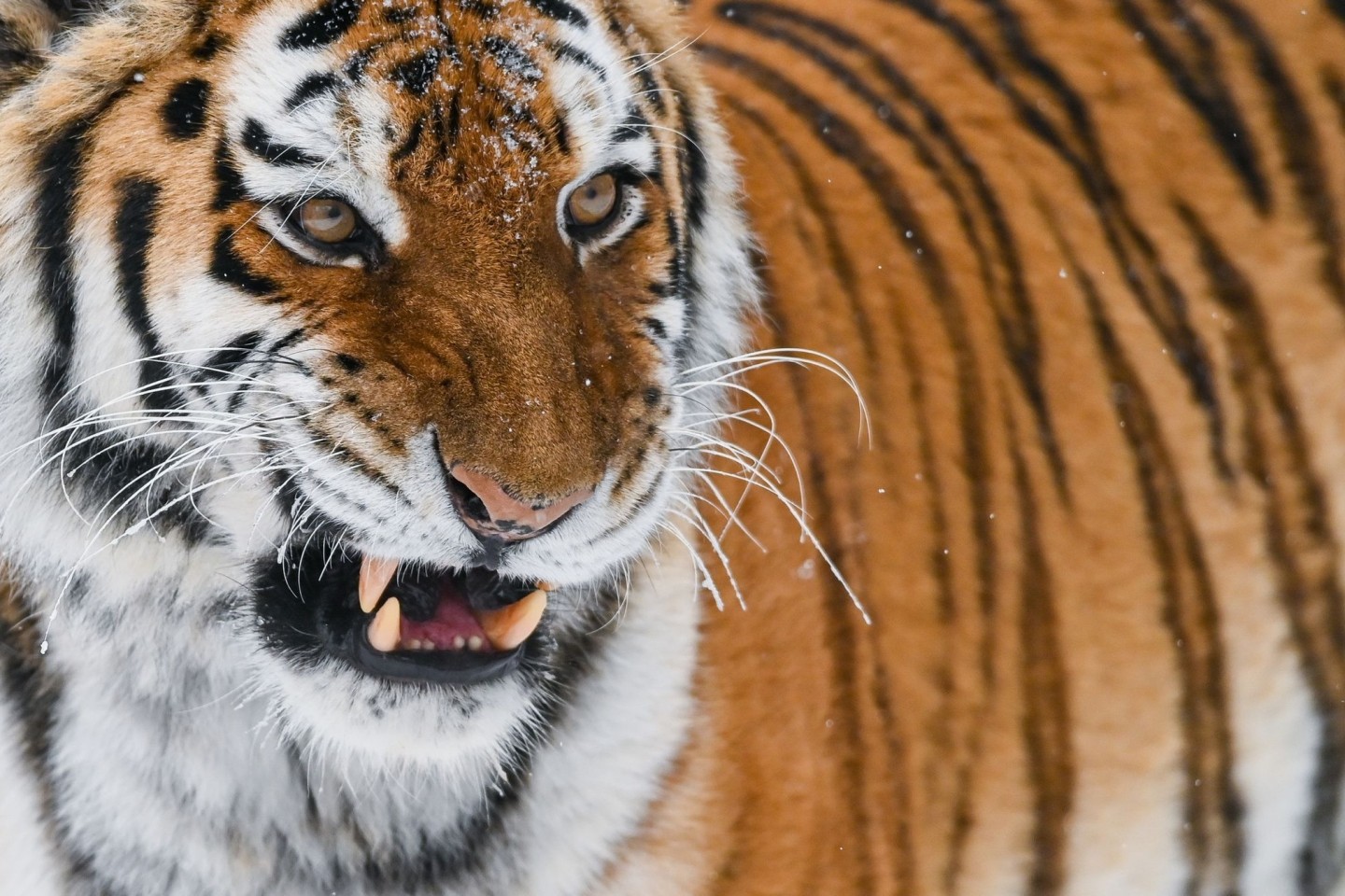 Extreme Schneemassen im äußersten Osten Russlands gefährden derzeit den ohnehin bedrohten Amur-Tiger.