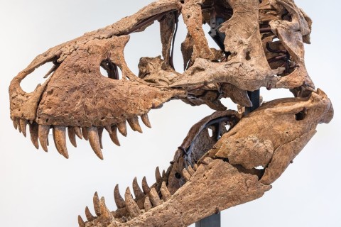 T-Rex-Schädel für sechs Millionen Dollar versteigert