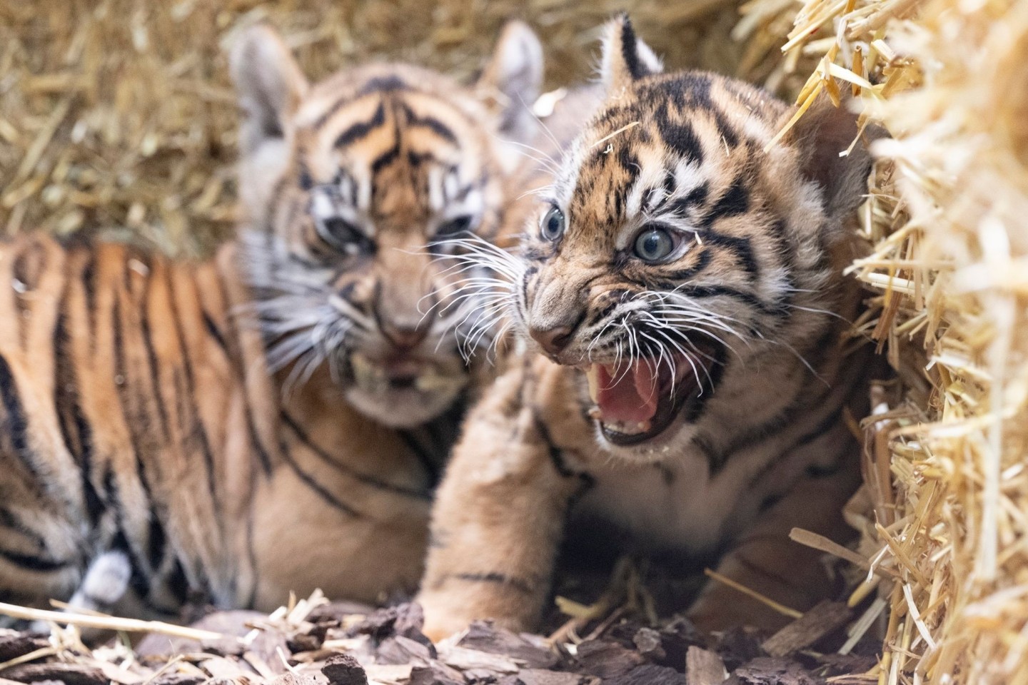 Die kleinen Sumatra-Tiger erkunden ihre Umgebung.
