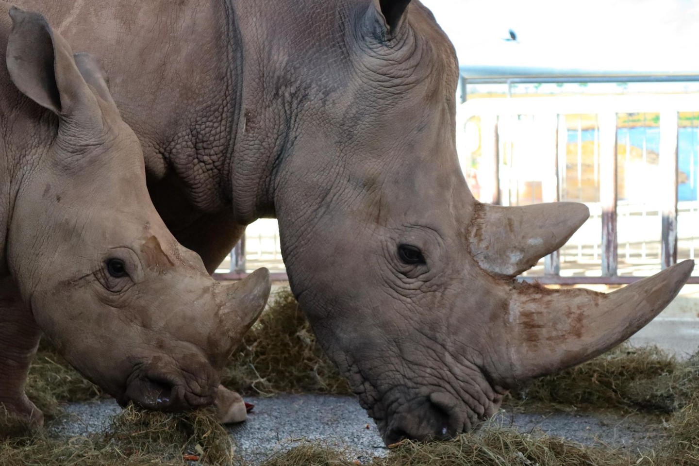Nashornkuh Marcita mit Sohn Tayo (v) Anfang Februar m Zoopark Erfurt. Beide Tiere sind gestorben.