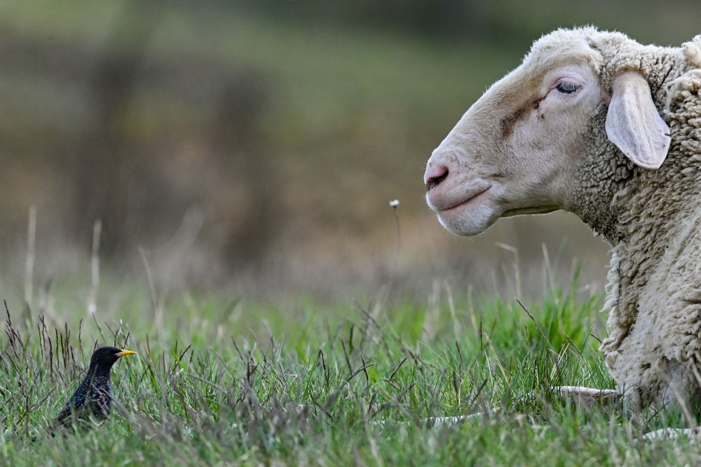 Wem das mutmaßlich trauernde Schaf gehört, ist bislang nicht geklärt - vorerst hat es Unterschlupf auf einem Hof gefunden. (Symbolbild)