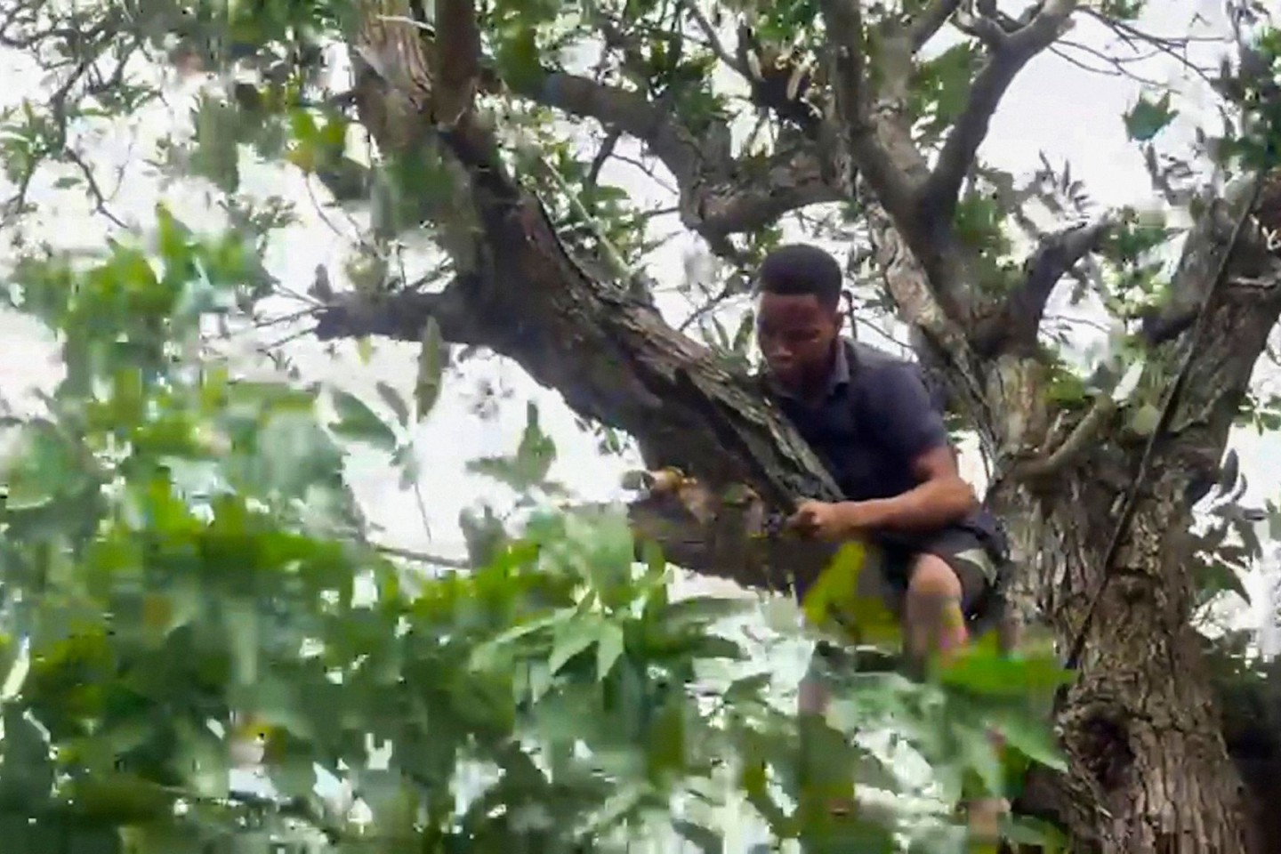 Ein Mann schneidet Äste von einem Baum, um Stromleitungen freizulegen, während er sich darauf vorbereitet, dass der tropische Wirbelsturm «Batsirai» Zentral-Madagaskar erreicht.