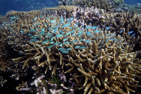 UN: Great Barrier Reef soll «gefährdetes Welterbe» werden