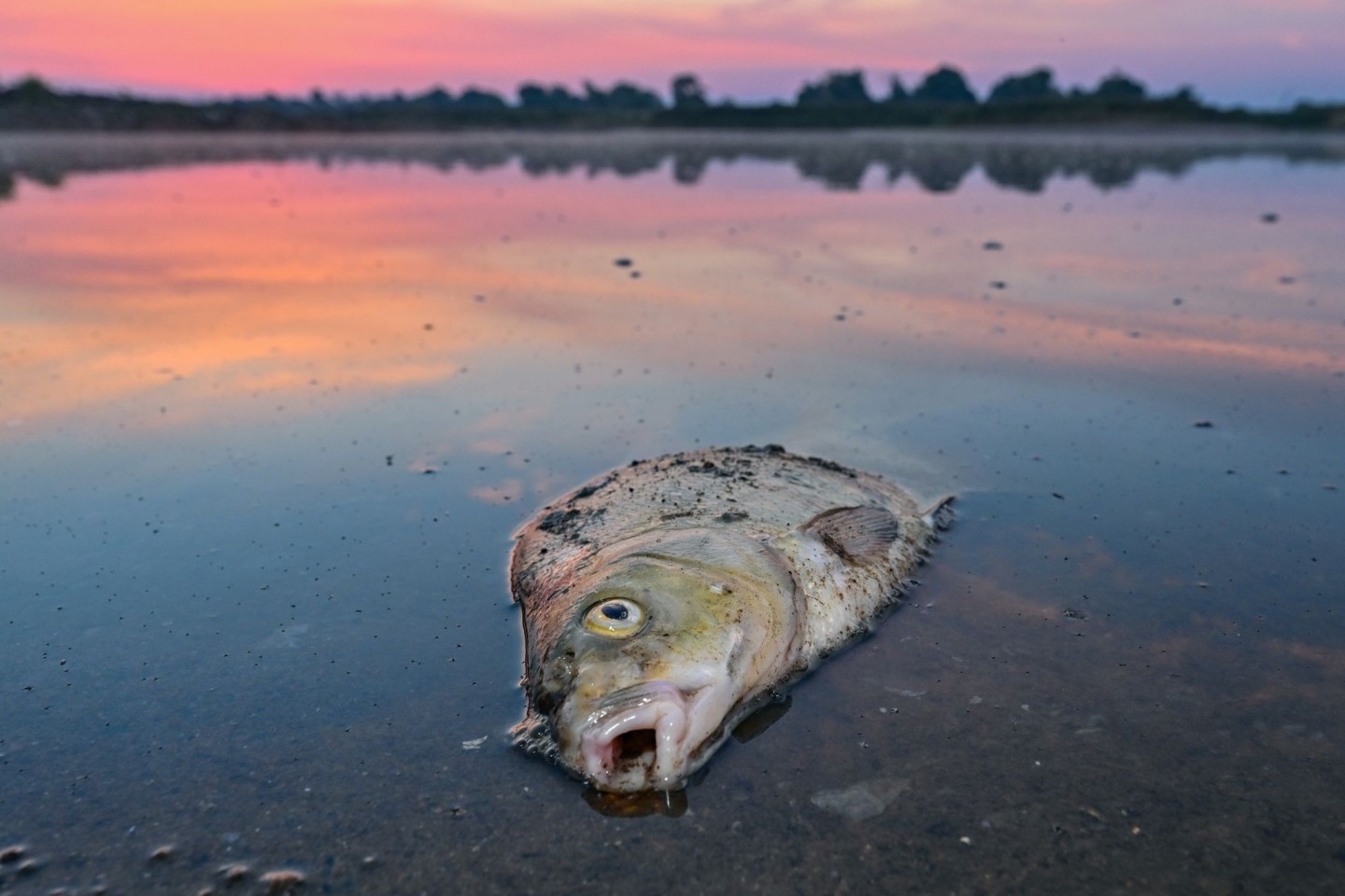 Die Umweltkatastrophe in der Oder wird sich langfristig auf das Gewässer auswirken.