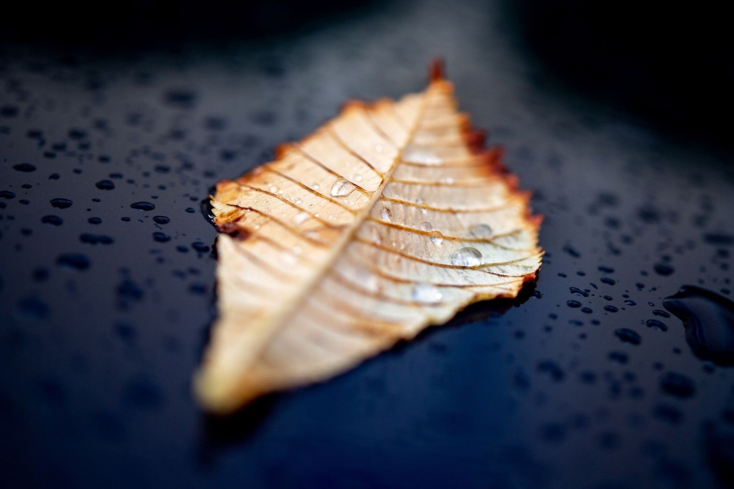 Ein herbstlich verfärbtes Blatt, auf dem sich Wassertropfen gesammelt haben, liegt nach einem Regenschauer auf einem Autodach.