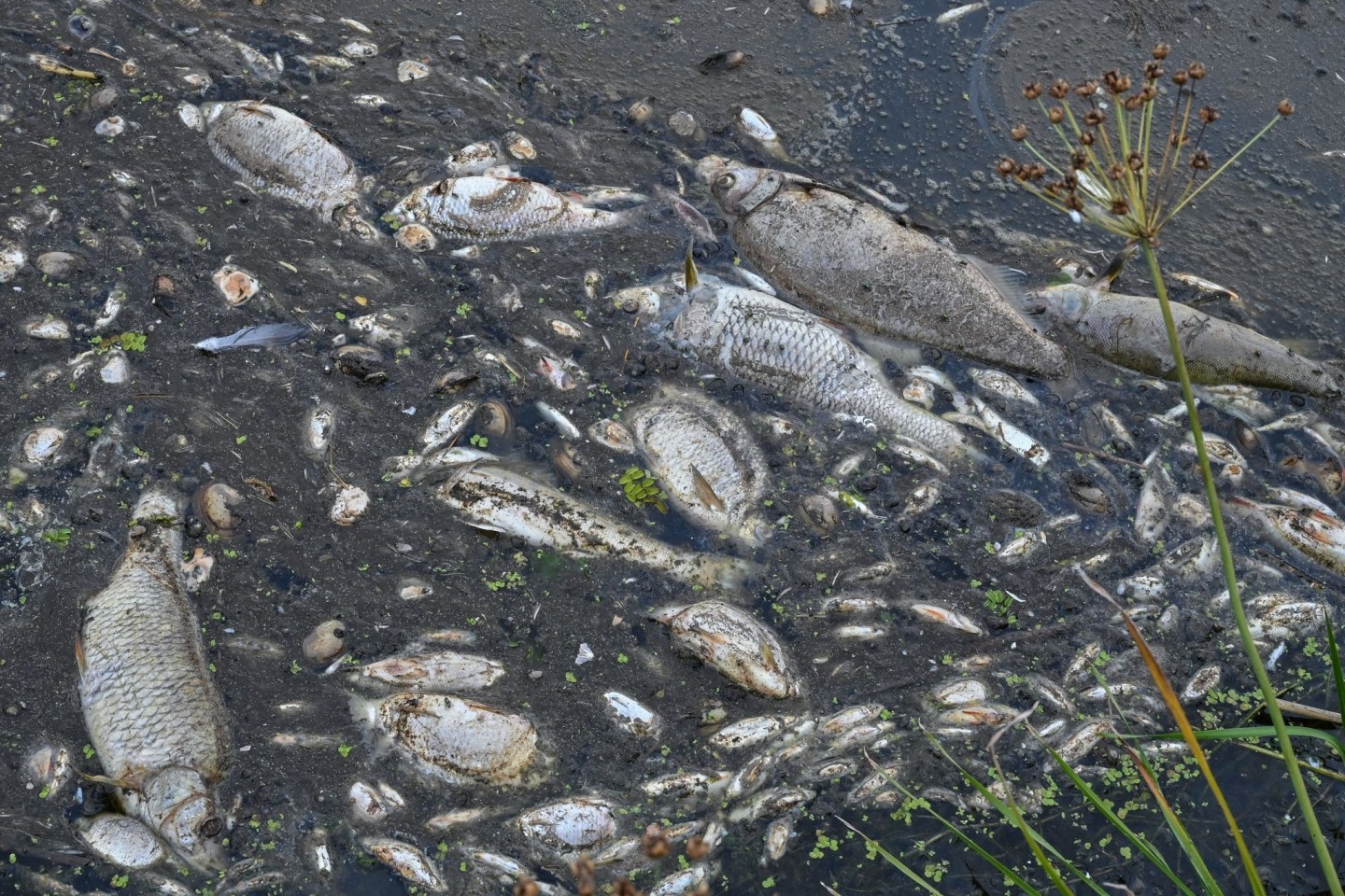 Tote Fische treiben im Wasser des deutsch-polnischen Grenzflusses Oder.