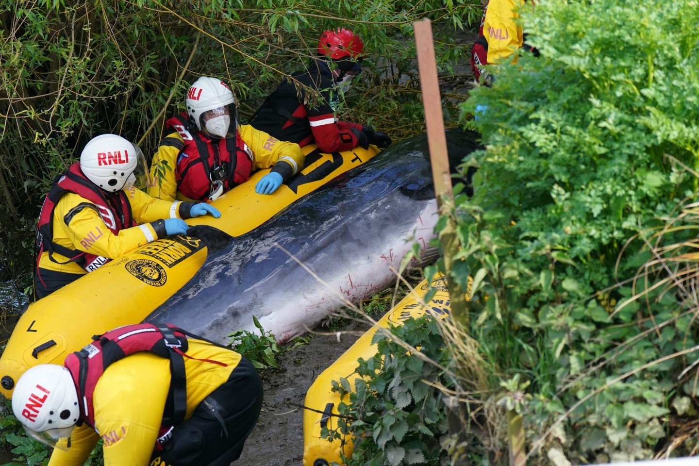 Rettungskräfte bemühen sich an einer Schleuse in der Themse um den jungen Minkwal.