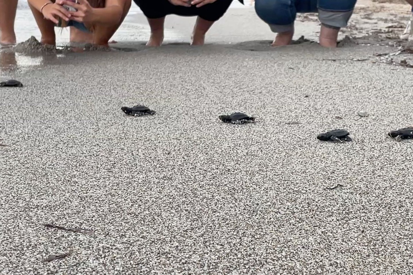 Babymeeresschildkröten am korsischen Strand Capo di Feno auf dem Weg Richtung Meer.