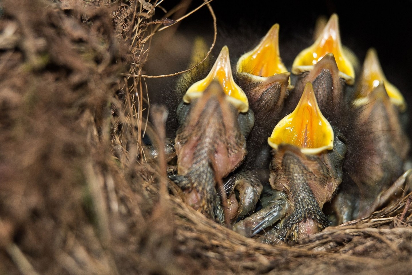 Rotkehlchen-Küken sitzen mit geöffneten Schnäbeln in ihrem Nest.