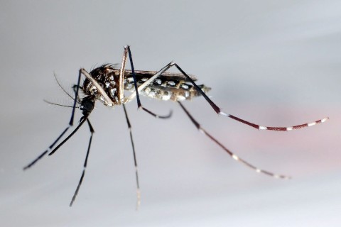 WHO alarmiert wegen hoher Zahl von Dengue-Fällen