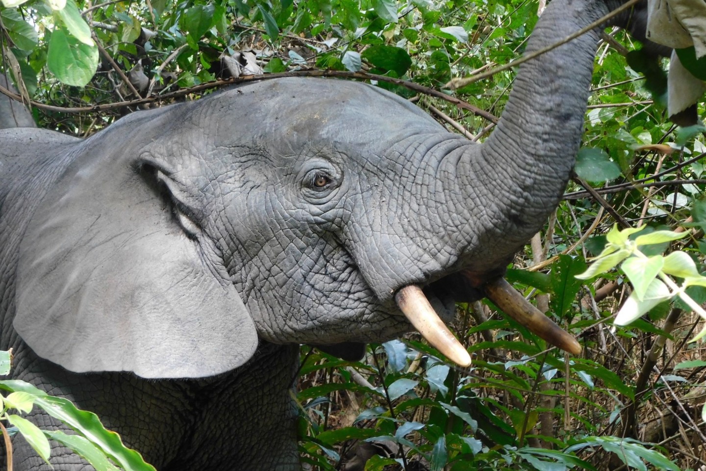 Das Bild zeigt einen Waldelefanten in Liberia. Die vom Aussterben bedrohten Tiere, die in den Regenwäldern Zentral- und Westafrikas leben, tragen zur Biodiversität bei und helfen beim Klim...