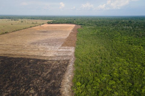 Weniger Abholzung im brasilianischen Amazonasgebiet 