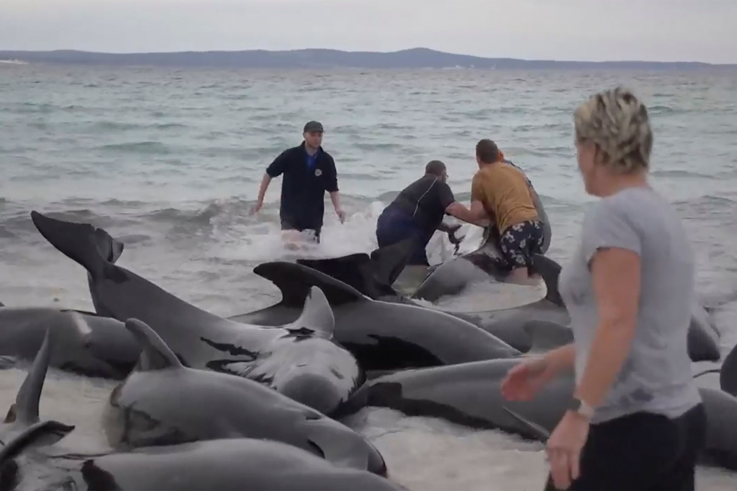 Retter versuchen, den gestrandeten Walen am Cheynes Beach östlich von Albany zu helfen.