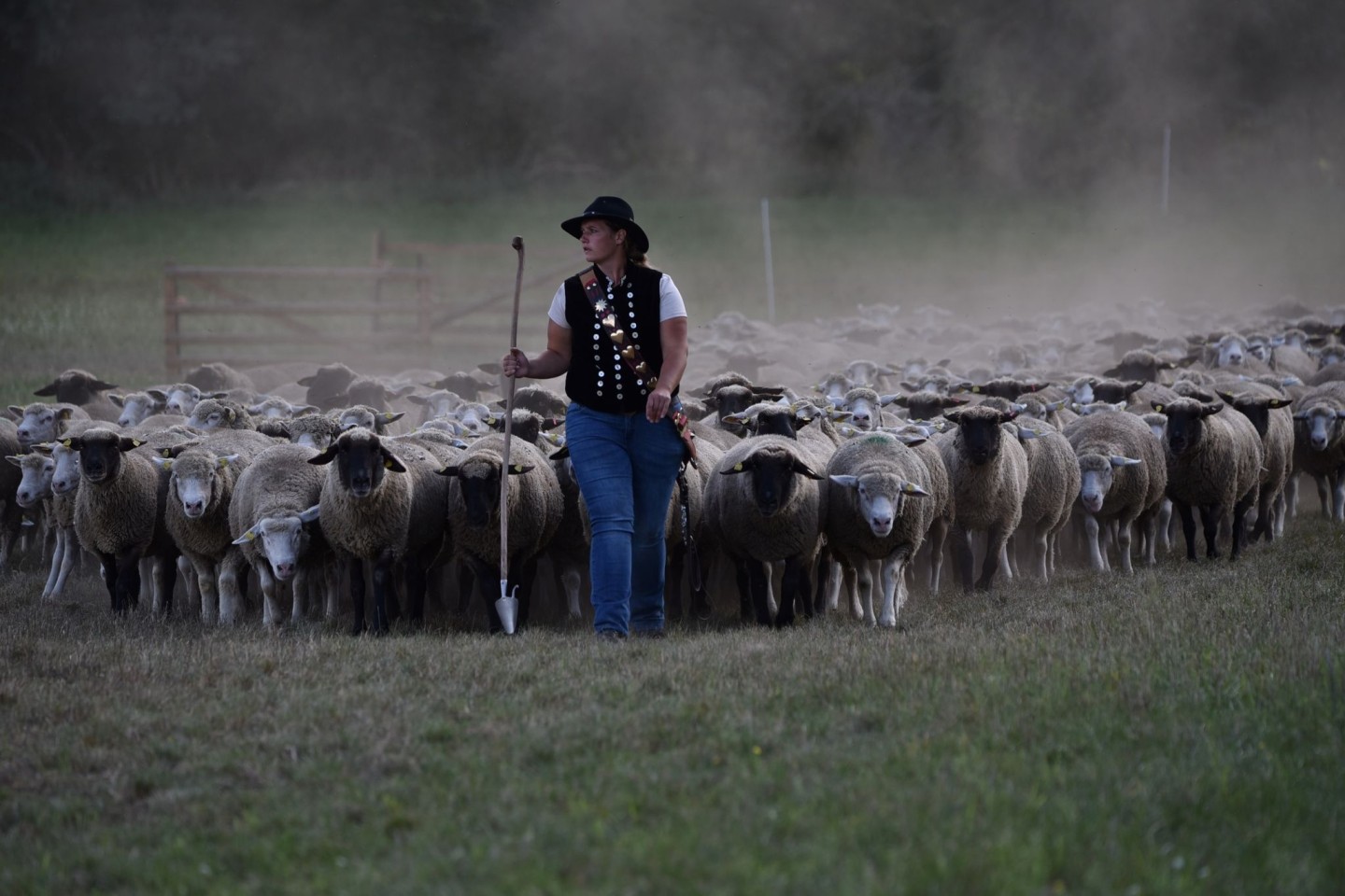 Schäferin Marie-Kathleen Tigges aus Nordrhein-Westfalen läuft vor einer Schafherde.