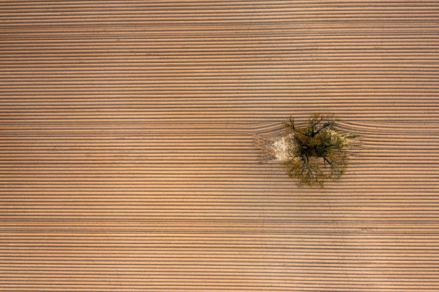 Ein einziger Baum steht inmitten eines frisch angelegten, riesigen Kartoffelackers am Rande der Wetterau.