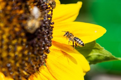 Wie sich Tierärzte um Bienengesundheit kümmern