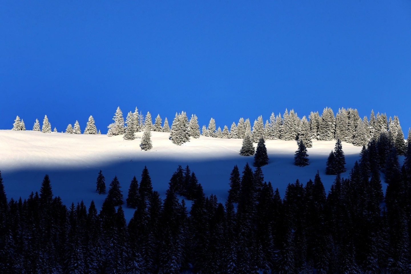 Mit Frost überzogene Bäume auf einem Höhenzug im Oberallgäu.