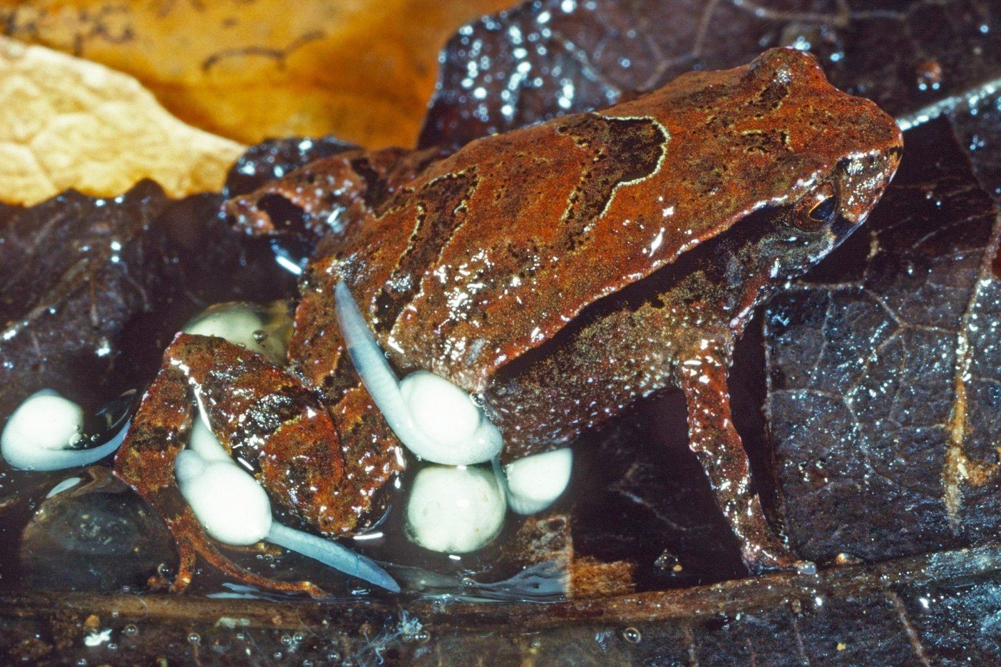 Ein «Assa Wollumbin»-Frosch sitzt mit seinen Kaulquappen auf einem Blatt.