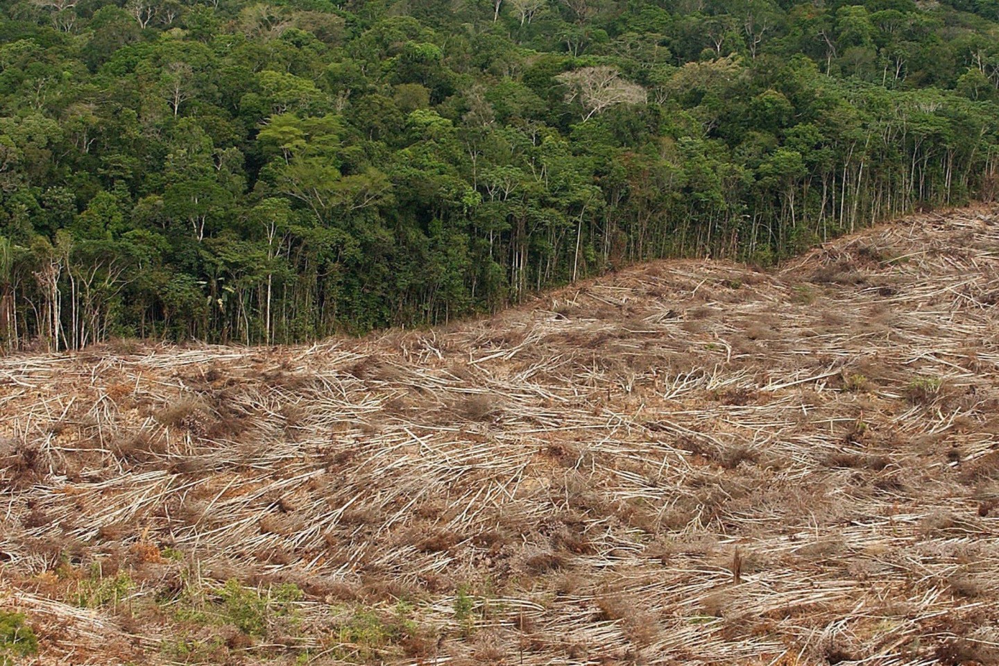 Abholzung des Regenwalds im Amazonasgebiet in Brasilien. Jeden Tag werden große Flächen Regenwald zerstört.